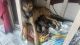 Belgian Shepherd Dog (Malinois) Puppies for sale in Woodland Hills, Los Angeles, CA, USA. price: NA