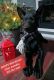 Belgian Shepherd Dog (Malinois) Puppies for sale in East Lake Weir, FL, USA. price: $500