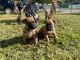 Belgian Shepherd Dog (Malinois) Puppies for sale in Carol City, FL 33056, USA. price: NA