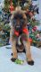 Belgian Shepherd Dog (Malinois) Puppies for sale in Tampa, FL, USA. price: $800