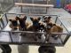 Belgian Shepherd Dog (Malinois) Puppies for sale in Hanford, CA 93230, USA. price: $300