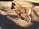 Belgian Shepherd Dog (Malinois) Puppies for sale in Macon, GA, USA. price: $1,000