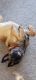 Belgian Shepherd Dog (Malinois) Puppies for sale in Pittsgrove, NJ 08318, USA. price: NA