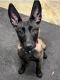 Belgian Shepherd Dog (Malinois) Puppies for sale in Nashville, IN 47448, USA. price: NA