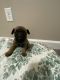 Belgian Shepherd Dog (Malinois) Puppies for sale in Portage, IN 46368, USA. price: $850