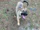 Belgian Shepherd Dog (Malinois) Puppies for sale in Lake Worth, FL 33463, USA. price: NA