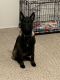 Belgian Shepherd Dog (Malinois) Puppies for sale in Erie, PA, USA. price: NA