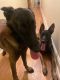 Belgian Shepherd Dog (Malinois) Puppies for sale in Brooklyn, NY, USA. price: $2,000