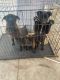 Belgian Shepherd Dog (Malinois) Puppies for sale in CRYSTAL CITY, CA 90220, USA. price: $300