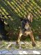 Belgian Shepherd Dog (Malinois) Puppies for sale in Jacksonville, FL, USA. price: NA
