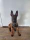 Belgian Shepherd Dog (Malinois) Puppies for sale in New York, NY, USA. price: $8,800