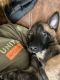 Belgian Shepherd Dog (Malinois) Puppies for sale in Chicago, IL, USA. price: NA