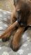 Belgian Shepherd Dog (Malinois) Puppies for sale in Walnut Creek, CA, USA. price: $2,500