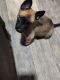 Belgian Shepherd Dog (Malinois) Puppies for sale in Wetumpka, AL, USA. price: $800