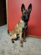 Belgian Shepherd Dog (Malinois) Puppies for sale in Loves Park, IL 61115, USA. price: $400