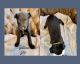 Belgian Shepherd Dog (Malinois) Puppies for sale in Atwater, CA 95301, USA. price: NA