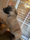 Belgian Shepherd Dog (Malinois) Puppies for sale in San Bernardino, CA, USA. price: NA