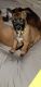 Belgian Shepherd Dog (Malinois) Puppies for sale in Santee, CA, USA. price: $400