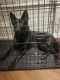 Belgian Shepherd Dog (Malinois) Puppies for sale in Naperville, IL, USA. price: $600