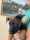 Belgian Shepherd Dog (Malinois) Puppies for sale in Port St. Lucie, FL, USA. price: NA