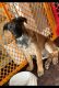 Belgian Shepherd Dog (Malinois) Puppies for sale in Santee, CA, USA. price: $500