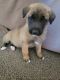 Belgian Shepherd Dog (Malinois) Puppies for sale in Thousand Palms, CA 92276, USA. price: $600