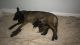 Belgian Shepherd Dog (Malinois) Puppies for sale in Hollywood, FL, USA. price: NA