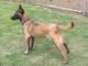 Belgian Shepherd Dog (Malinois) Puppies for sale in Macon, GA, USA. price: $600