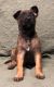 Belgian Shepherd Dog (Malinois) Puppies for sale in Stow Creek, NJ, USA. price: $1,800