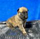 Belgian Shepherd Dog (Malinois) Puppies for sale in Corinth, MS 38834, USA. price: $750