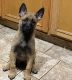 Belgian Shepherd Dog (Malinois) Puppies for sale in Los Angeles, CA 90047, USA. price: $500