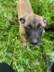 Belgian Shepherd Dog (Malinois) Puppies for sale in Los Angeles, CA 90066, USA. price: $600