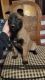 Belgian Shepherd Dog (Malinois) Puppies for sale in West York, IL 62478, USA. price: NA