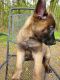 Belgian Shepherd Dog (Malinois) Puppies for sale in Charleston, SC 29414, USA. price: NA