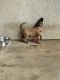 Belgian Shepherd Dog (Malinois) Puppies for sale in Riverside, CA, USA. price: $1,200