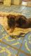 Belgian Shepherd Dog (Malinois) Puppies for sale in Avondale, AZ, USA. price: NA
