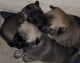 Belgian Shepherd Dog (Malinois) Puppies for sale in Aurora, CO, USA. price: $300