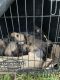 Belgian Shepherd Dog (Malinois) Puppies for sale in Huntsville, TX 77320, USA. price: NA
