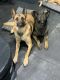 Belgian Shepherd Dog (Malinois) Puppies for sale in Westcliffe, CO 81252, USA. price: NA