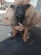 Belgian Shepherd Dog (Malinois) Puppies for sale in Merced, CA 95340, USA. price: NA