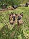 Belgian Shepherd Dog (Malinois) Puppies for sale in Pontotoc, MS 38863, USA. price: NA