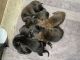 Belgian Shepherd Dog (Malinois) Puppies for sale in Romoland, CA 92585, USA. price: NA