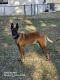 Belgian Shepherd Dog (Malinois) Puppies for sale in Cape Coral, FL, USA. price: NA