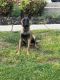 Belgian Shepherd Dog (Malinois) Puppies for sale in Clinton, MD 20735, USA. price: $900