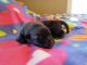 Belgian Shepherd Dog (Malinois) Puppies for sale in Jeromesville, OH 44840, USA. price: $600
