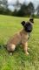 Belgian Shepherd Dog (Malinois) Puppies for sale in Fort Payne, AL, USA. price: $2,500