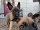 Belgian Shepherd Dog (Malinois) Puppies for sale in Oakland Park, FL 33311, USA. price: NA