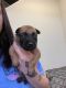 Belgian Shepherd Dog (Malinois) Puppies for sale in Evansville, IN, USA. price: NA