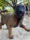 Belgian Shepherd Dog (Malinois) Puppies for sale in 11689 MS-37, Taylorsville, MS 39168, USA. price: NA