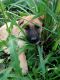 Belgian Shepherd Dog (Malinois) Puppies for sale in Cleveland, TX, USA. price: $100